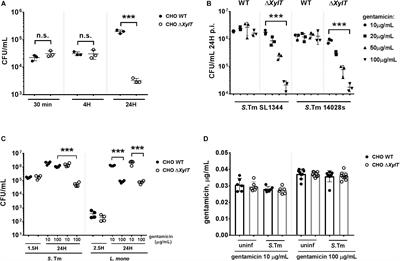 Proteoglycan-Dependent Endo-Lysosomal Fusion Affects Intracellular Survival of Salmonella Typhimurium in Epithelial Cells